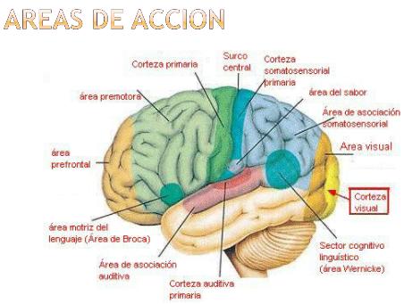 Sistema Nervioso Central: áreas de acción