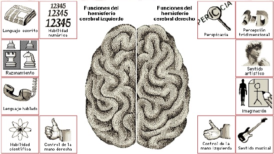 Sistema Nervioso Central: Funciones de los hemisferios cerebrales