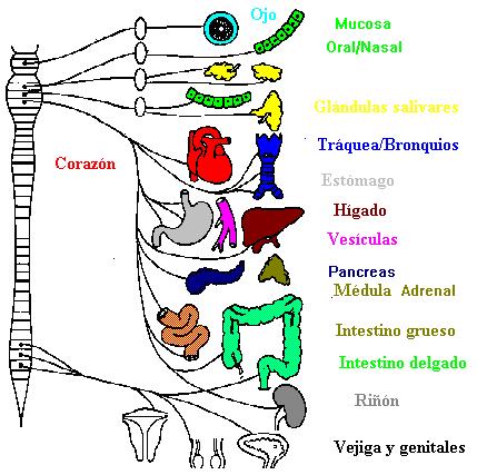 Sistema nervioso Autónomo PARASIMPÁTICO