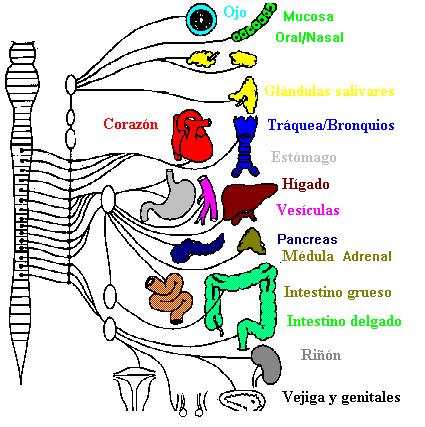 Sistema nervioso Autónomo SIMPÁTICO