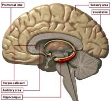 Noty psy: tipos de amnesia