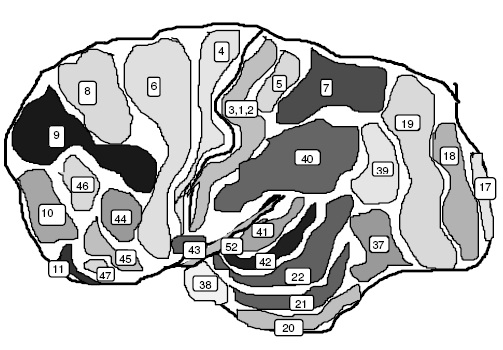 áreas funcionales de la corteza cerebral, broca, cara externa