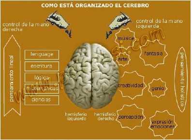 Hemiaferios Cerebrales: sus funciones