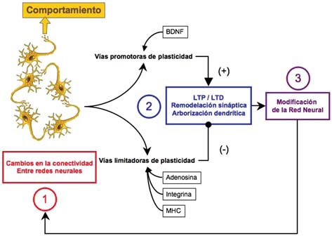 plasticidad del cerebro humano, figura 4