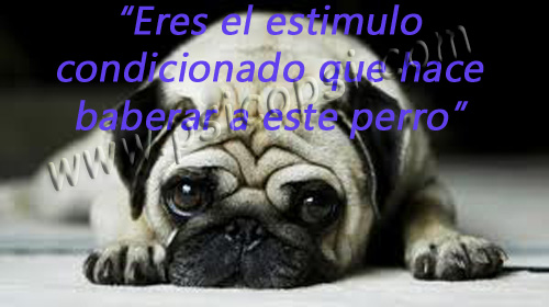 Piropos Psy: Estímulo condicionado Piropos Psy: Estímulo condicionado