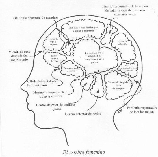 HUMOR: cerebro femenino!