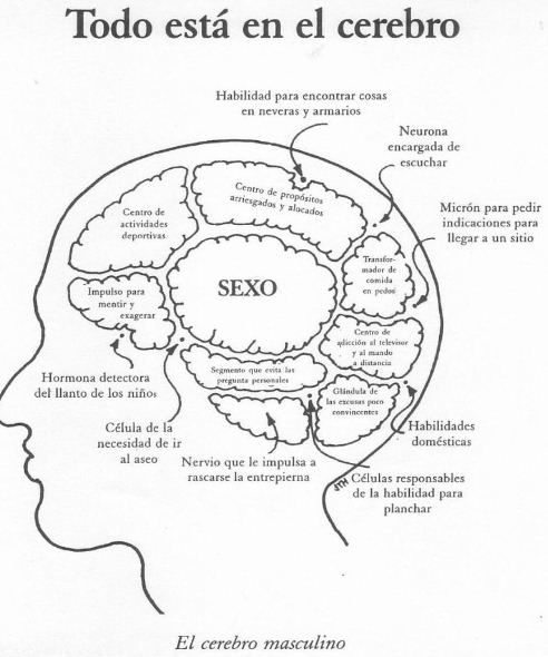 HUMOR: cerebro masculino