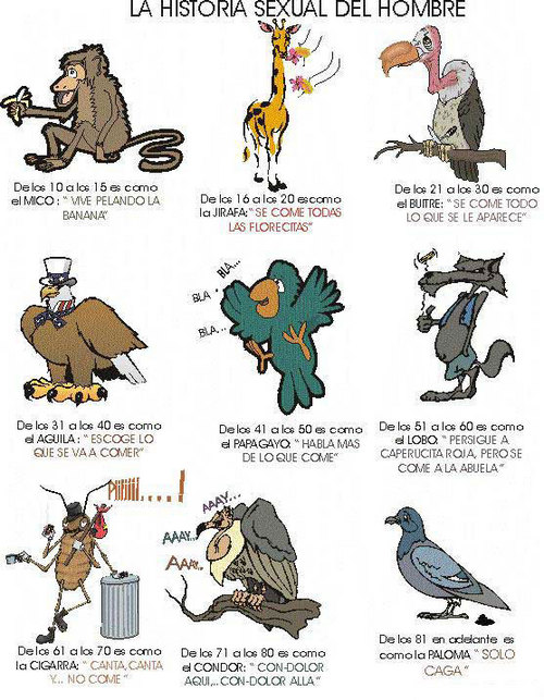 humor, historia sexual del hombre