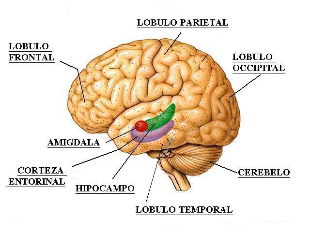 Equilibrio y emociones, dibujo, sistema nervioso central