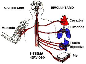 SISTEMA NERVIOSO AUTONOMO