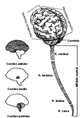 cerebro cerebelo