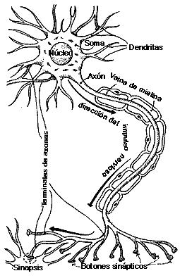 dentritas