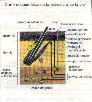 corte esquematico de la estructura de la piel