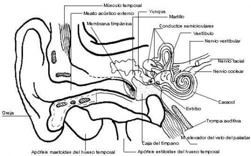 partes del oido