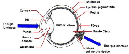 partes del ojo