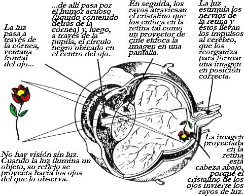 proceso de ver