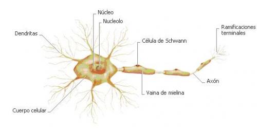 psicologia-acciones de las neuronas